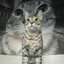meowmaxxer