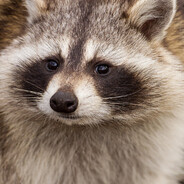 raccoon