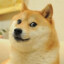 DivineDoge