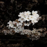 slezees - steam id 76561199768164565