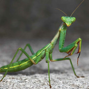 Mantis