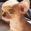 El_Diablo_Chihuahua