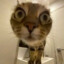 你也想跟猫猫斗斗吗