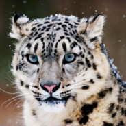 无坚不摧金刚棍