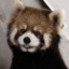 Golden_Red_Panda