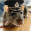 Captain Rat