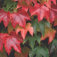 Parthenocissus tricuspidata