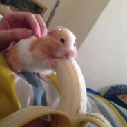 Bobik