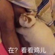 犬来八荒w