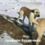 Буравчик @bandit