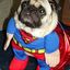 SuperPug