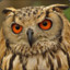 _Eagle-Owl_