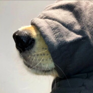 富有经验的小昊