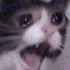 ItzCat_