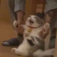 狮子头想吃蟹老板