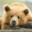 The Bear