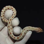 edg冠军，下面8吃了！