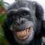 Chimp