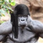 Gorilla In A Durag