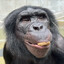 Mr. Monkey