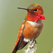 Bloody Hummingbird