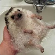 HebHog