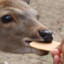 Deer Cracker