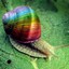 Resplendent Snail