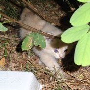 котик петька