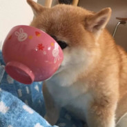 小针一扎无脑干拉