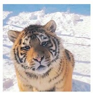 万千少女的纯情男高中生