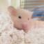 sleepy hamster