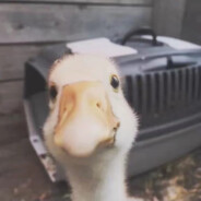 这也不敢那也不敢