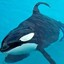 Tilikum