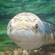 maniak