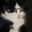 MIAW