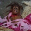 Super MONKE