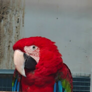 热情似火的八哥儿