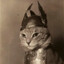 Katze Voda