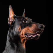 Woof avatar