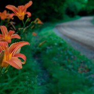 Avatar snapshot