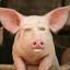 Piggy
