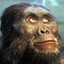 Australopithecus