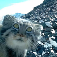 ✿Алла бугачëва✿