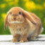 ChubbyBunny