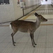 krpw