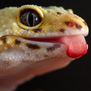 Грибник Алеша