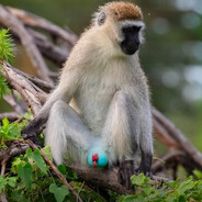 Macaco Das Bolas Azuis