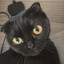 iLoveMyCat…