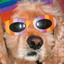 Colorful Dog with Glasses
